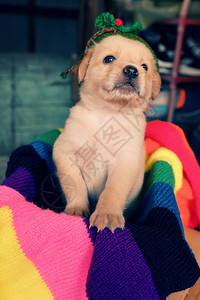 肖像地面帽子可爱的小狗在多彩毯子上狗是友善的动物和忠诚年轻小狗坐在家里图片