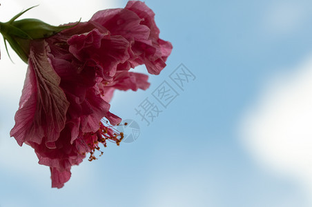丰富多彩的红碧须花朵关于明亮天然背景的详细节红hibiscus花朵关于自然背景的缝合单身花图片