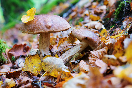 落叶地上的蘑菇图片