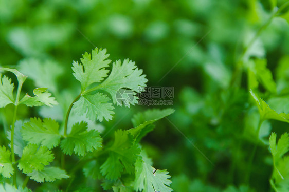 栽培的香菜图片