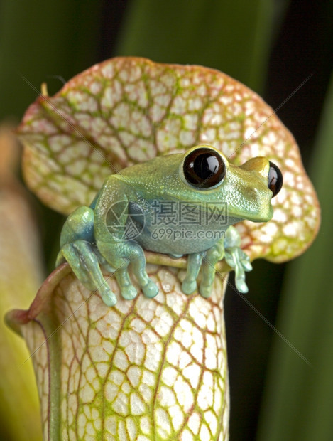 宠物白粉厂的马龙眼树蛙坐野生动物图片