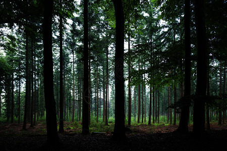 下完雨后Scheleberg森林中的松树一种景观属图片
