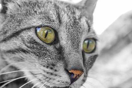 双眼绿的俯视着好奇灰色小猫冷静古怪绿色图片
