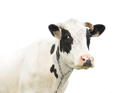 舌头奇特的黑牛跟一个在白色背景上被隔离在农场动物身上的牛口罩里人说话一头年轻的呻吟牛关闭肖像自然脸图片