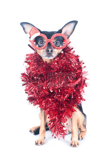 圣诞前夜带着有趣的红眼镜狗和在白色圣诞主题新年上被孤立的锡人庆典快乐图片