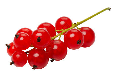 吃浆果红色草原白底孤立的红莓分枝闪亮白色图片