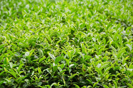 郁葱亚洲日本绿色茶叶厂日本绿色茶叶厂配有新鲜子茶树图片