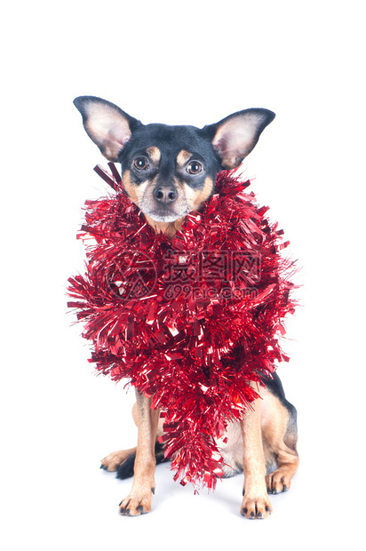 天动物新的带红色锡条有趣狗孤立在白色圣诞主题新年图片