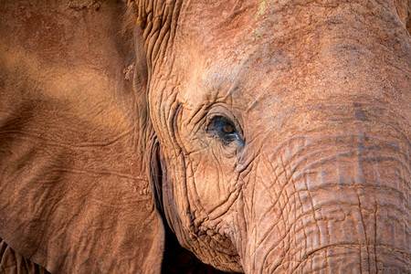 野生动物细节红大象的面孔肖像图片