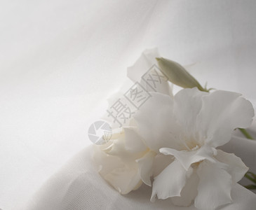 花瓣白色夹竹桃NeriumOleander植物花束图片