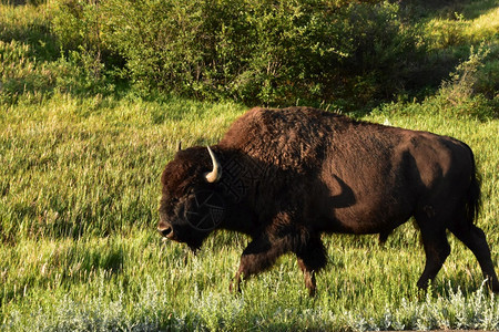 一种田野里有大块美国水牛在草地上游荡绿色西方图片