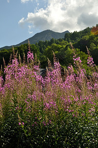 高山在阿尔卑斯的瓦鲁里被放火草地夏天图片