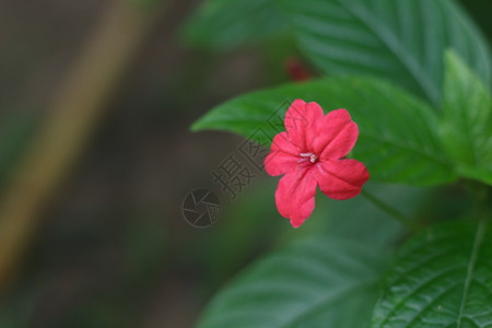 卡通绿叶红花图片