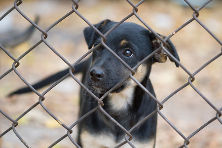 中心笼庇护所动物收容的萨多小狗肖像图片