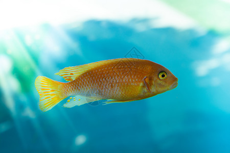 水下动物美丽多彩的鱼在水族馆环境中游泳动物群图片