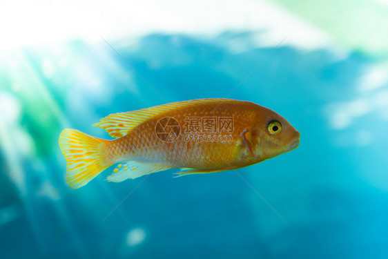 水下动物美丽多彩的鱼在水族馆环境中游泳动物群图片