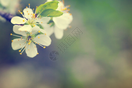 阳光背景的春花带空文字间的本李子春天图片