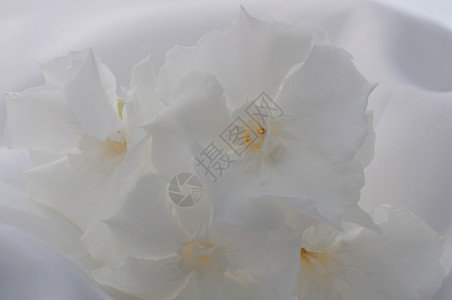 白色夹竹桃花NeriumOleander植物群夏天图片