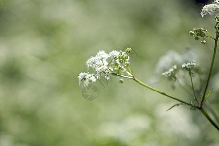 公园里的鲜花绿色季节生活图片