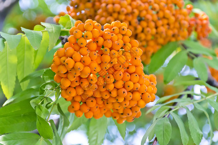 天阳光明亮的黄色成熟蓝莓树枝魏纳赫特时代充满活力图片素材