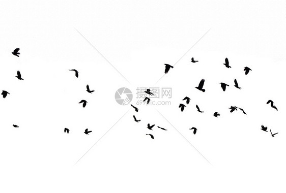 掠夺翅膀一群鸟聚集在云端的天空中仿佛在一片恐怖的电影AA一连串迁徙鸟群的白背景A上隔绝的空中飞鸟黑色轮回声带团体图片