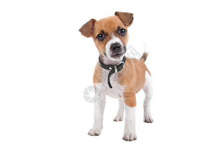 工作室头发JackRusselTerrier小狗杰克Terrier小狗站立看着摄像机孤立在白色背景上伴侣图片