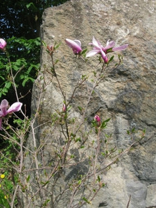 5月Magnolia树与花朵同在野外的岩石对面雌蕊绽放美丽图片