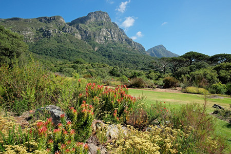 自然在南非开普敦表山背景下对Kirstenbosch植物园景象的展望南非开普敦美丽郁葱图片