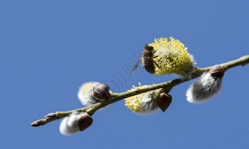 早春叶前的柳树上野生男在沙利克斯Salix上开花猫皮或激素收集花朵和蕾中的粉用黄蜂种植欧洲蜜物柳属绽放蓝色的图片