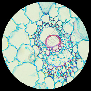 植物科被子40x在显微镜下玉米刺纹CS40x庄稼图片