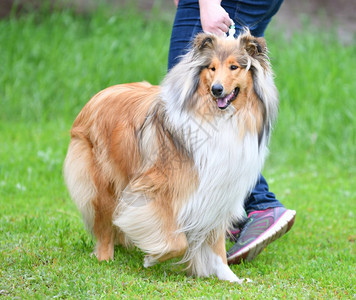 自然毛茸的夏日散步狗品种牧羊犬友谊图片