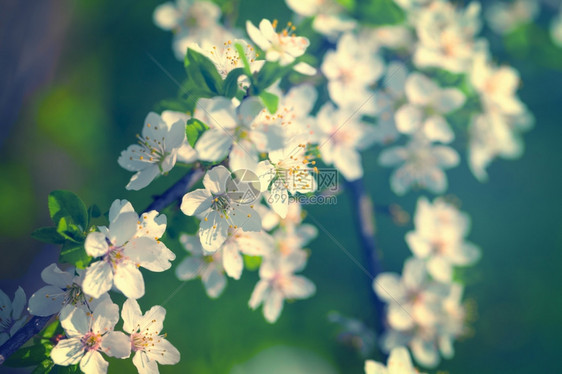 春天背景的梅花白复制新鲜的生长图片