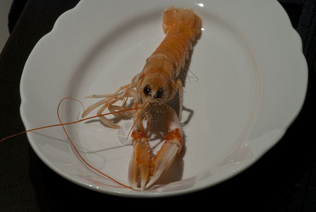 吃过小白色的意大利托斯卡纳准备被吃掉的虾图片