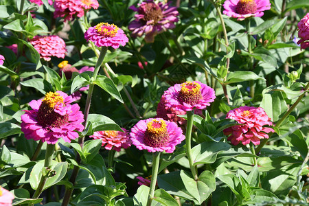 杂色盛开季节夏花园的辛尼亚朵多彩图片