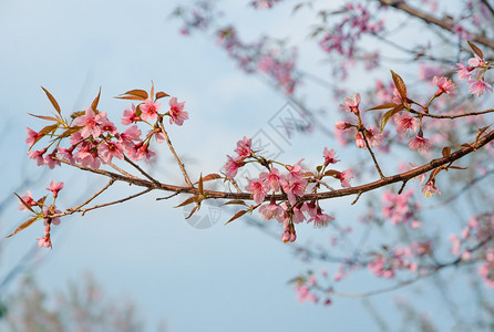 盛开公园樱桃蓝天空中的野喜马拉雅樱花图片