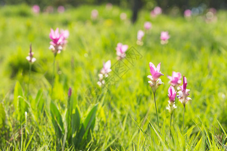 田野草地上盛开的小花图片