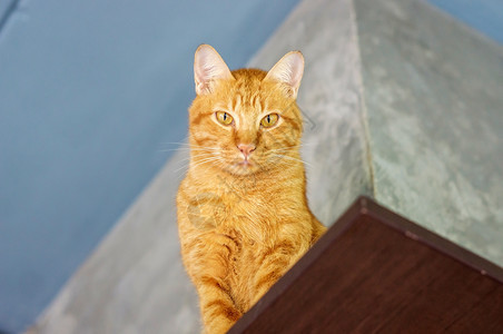 站在木板上的猫咪图片