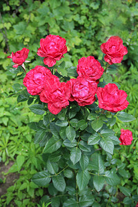自然礼物衬套花园里生长的红玫瑰美丽花朵在灌木园中绽放美丽的玫瑰花朵在夏天绽放图片