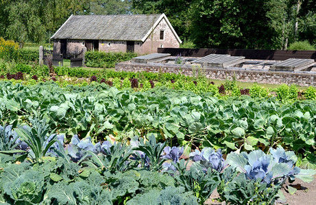 荷兰沃登Hackfort城堡花园的蔬菜和卉荷兰沃登羽衣甘蓝食物收获图片