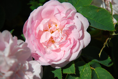 情人节丰富多彩的花瓣紧贴着一朵明亮的粉红玫瑰花园里有绿色叶子图片