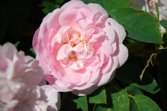 情人节丰富多彩的花瓣紧贴着一朵明亮的粉红玫瑰花园里有绿色叶子图片