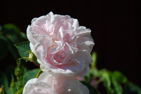 开花在园的黑暗背景下紧贴粉红玫瑰植物柔软的图片