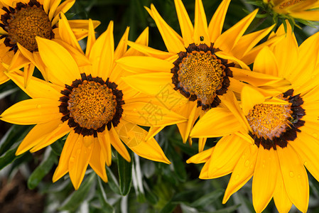 绽放具有复合花瓣的菊科明黄色花朵菊苣雏植物群背景图片