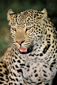 非洲人物种南自然栖息地豹皮类PantheraPardus的肖像南非户外图片