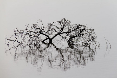 分支以单色调的拉纳卡盐湖中破碎树枝美极了漂亮地日志图片
