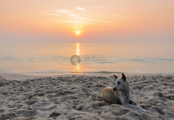 日出时海滩上的棕狗自然日落旅行图片