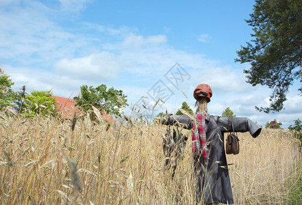 能够农业夏季波兰的稻草人在小麦角上农民中非常受欢迎但时至今日你可以看到他们在田间Horizontal风景传统的图片