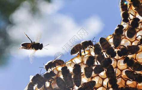 开花蜜蜂这是美利费拉建造了一个新的蜂蜜网生物多样白色的图片