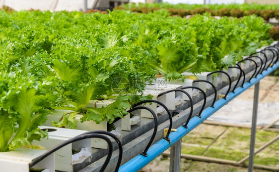 农场水培FileyIceberg生料水栽培蔬菜种植园花图片