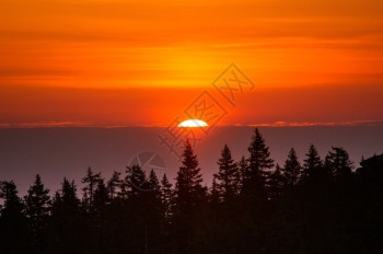 黎明天气黄色的太阳盘在树上浮起的地平线升图片
